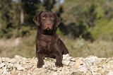 LABRADOR 635